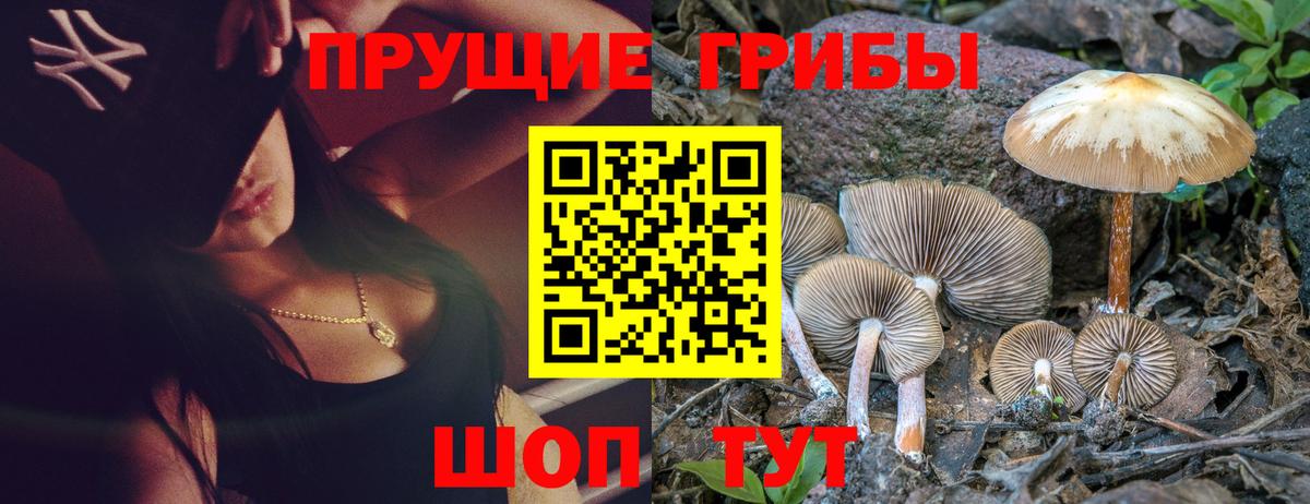 Галлюциногенные грибы Psilocybe  наркота  Красногорск  Псилоцибиновые грибы прущие грибы  Вход с VPN 